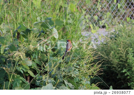 モズ (百舌鳥) その1。 Bull-headed shrike 26938077