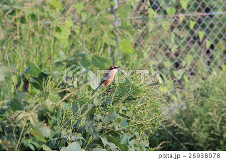モズ (百舌鳥) その2。 Bull-headed shrike 26938078