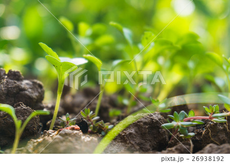 Small plant is growing 26938192