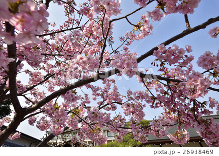 東寺　御影堂の河津桜 26938469