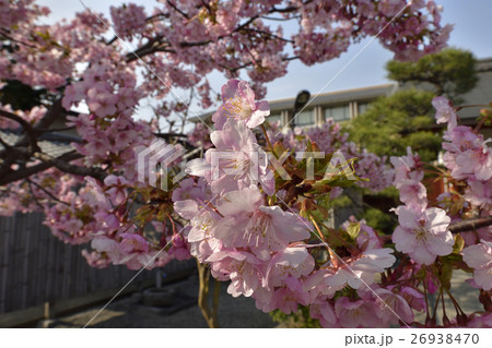 東寺　御影堂の河津桜 26938470