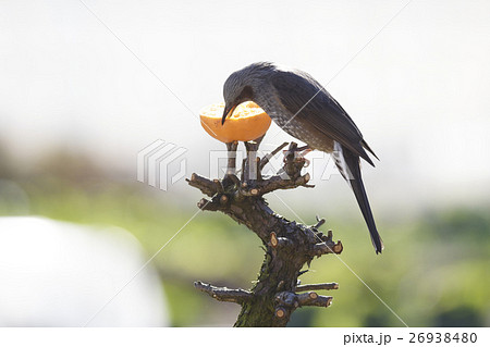 ヒヨドリ 野鳥 鳥 生物 鳥類 餌 みかん 食べるの写真素材