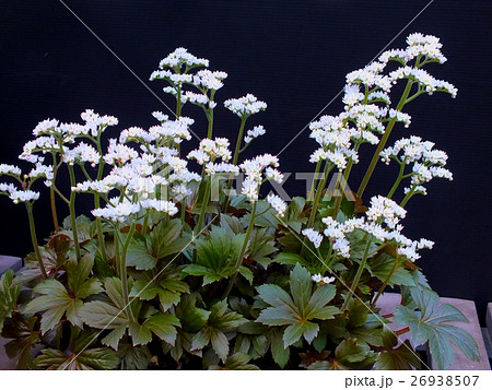 イワヤツデの花 26938507