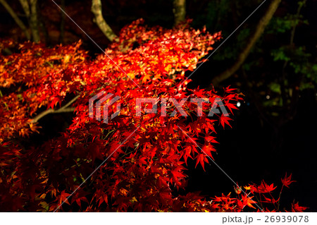 紅葉 - 夜景 26939078