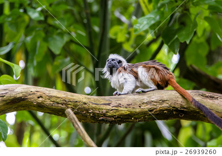 Cotton-top tamarin on the branch. Cotton-top tamarin on the branch. 26939260