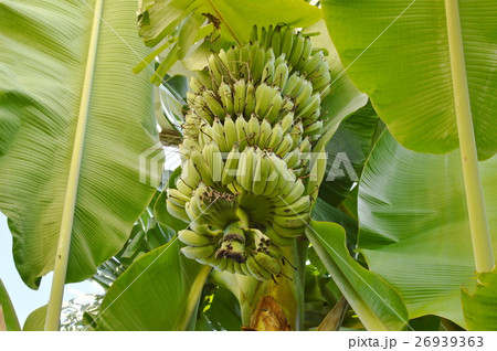 banana on the branch in backyard garden banana on the branch in backyard garden 26939363
