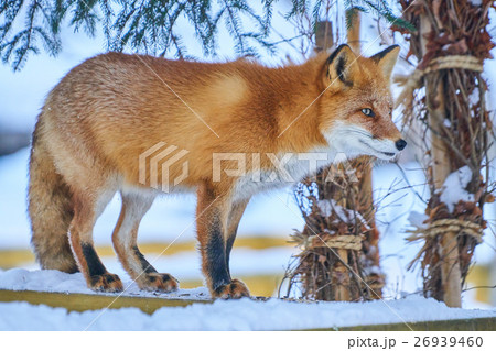 神楽岡公園のキタキツネ 冬 26939460