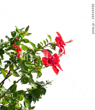the Chinese rose 26939486