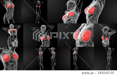 3D rendering female breast anatomy x-ray 3D rendering female breast anatomy x-ray 26939530