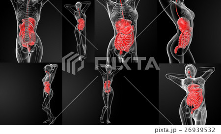 3D rendering illustration of the digestive system 26939532