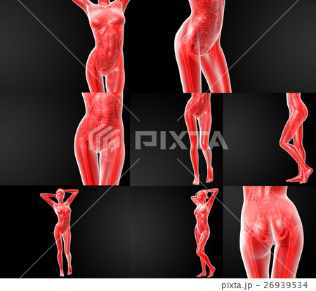 3D rendering illustration of the human anatomy 26939534