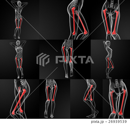 3D rendering illustration of the femur bone 26939539