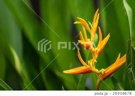close up view of bird of paradise flower 26939678