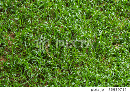 texture of grass texture of grass 26939715