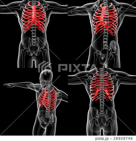 3D rendering illustration of the rib cage 3D rendering illustration of the rib cage 26939749