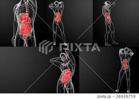 3D rendering of the human digestive system 3D rendering of the human digestive system 26939759
