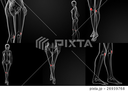 3D rendering illustration of the  patella bone 26939768