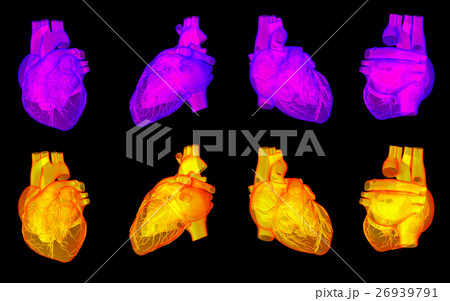 3D rendering of the human heart 3D rendering of the human heart 26939791