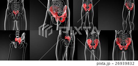 3D rendering illustration sacrum bone 26939832