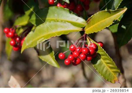 赤い実をつけたマンリョウ 26939854