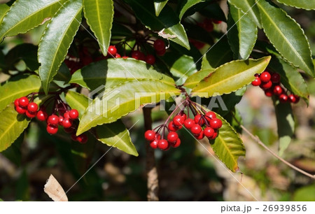 赤い実をつけたマンリョウ 26939856