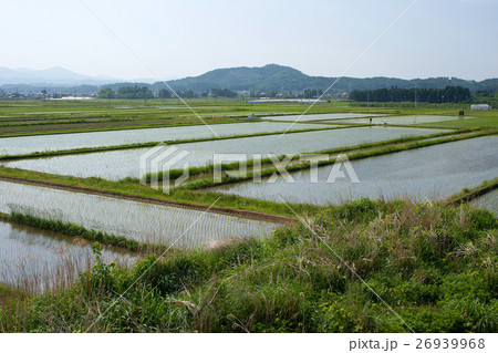 田植えが終わった田んぼ 田植えが終わった田んぼ 26939968