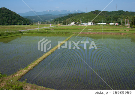 田植えが終わった田んぼ 26939969