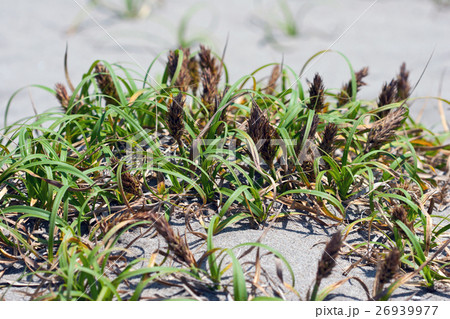 コウボウムギ　鹿島灘臨海公園 26939977