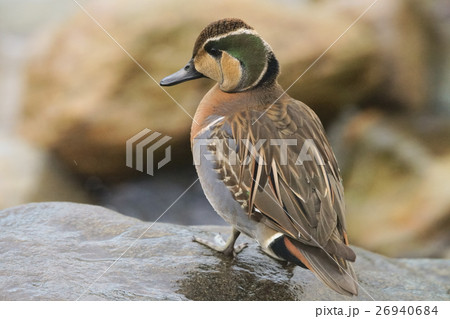 トモエガモ 26940684