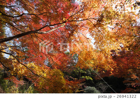 紅葉する等々力渓谷公園 紅葉する等々力渓谷公園 26941322