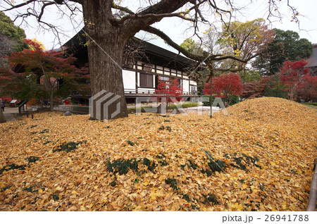 紅葉する浄信寺境内 紅葉する浄信寺境内 26941788