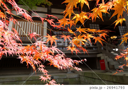 紅葉する浄信寺境内 26941793