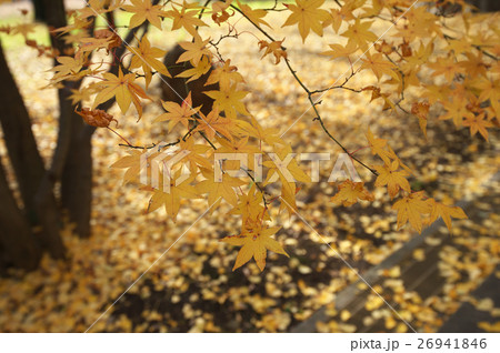 紅葉する浄信寺境内 26941846