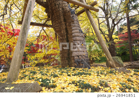 紅葉する浄信寺境内 26941851