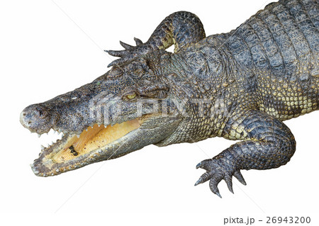Crocodile head with open jaws isolated on white 26943200