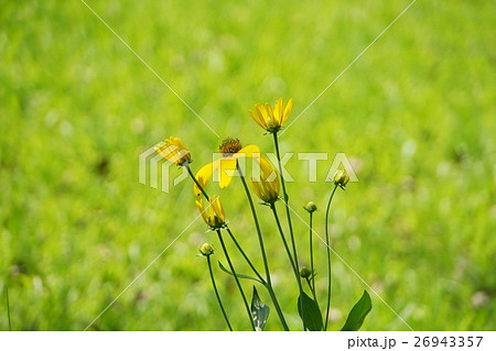 黄色いお花、小花、お花畑、原っぱ、自然、ネイチャー 26943357