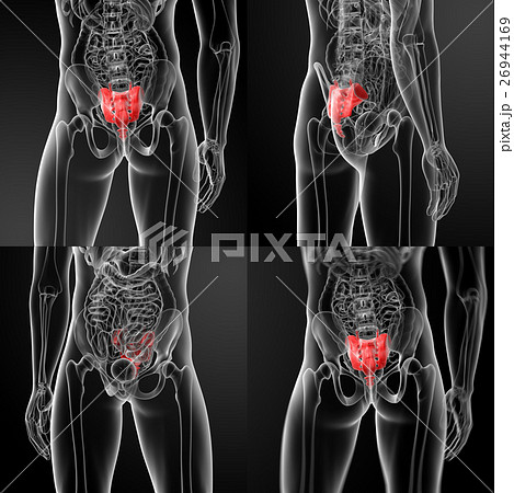 3d rendering illustration sacrum bone 26944169
