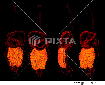 3D rendering human digestive system  26944188