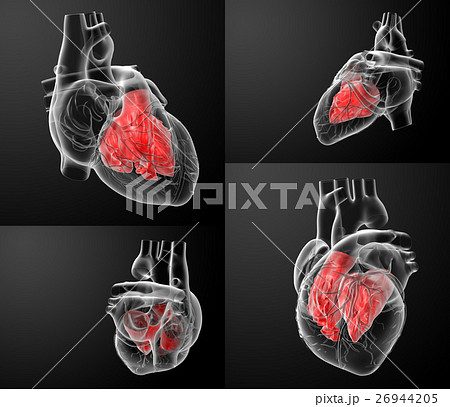 3D rendering of the Heart atrium 26944205