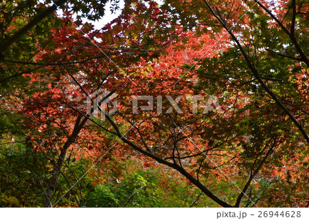 紅葉 26944628