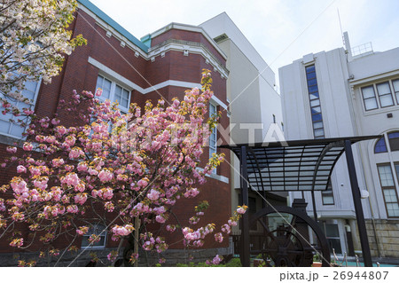 大阪造幣局・桜の通り抜け 26944807