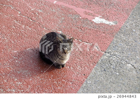 陽だまりの猫の兄弟：天の川：大阪府枚方市 26944843