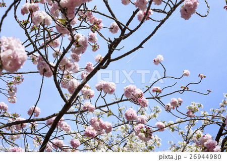 大阪造幣局の桜・品種「福禄寿」フクロクジュ 26944980