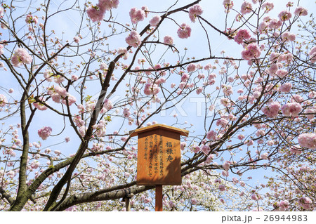 大阪造幣局の桜・品種「福禄寿」フクロクジュ 大阪造幣局の桜・品種「福禄寿」フクロクジュ 26944983