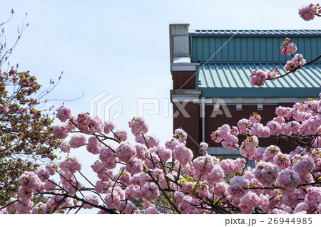 大阪造幣局の桜・品種「糸括」イトククリ 26944985