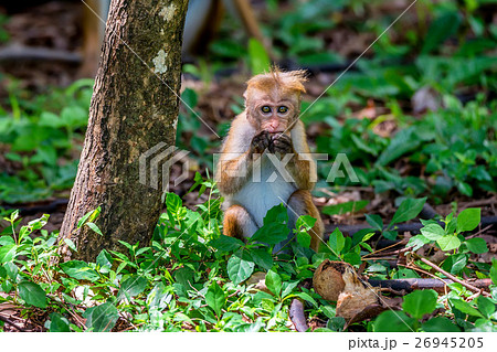 Sri-Lankan toque macaque Sri-Lankan toque macaque 26945205
