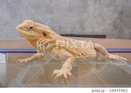 image of Bearded Dragon (Pogona vitticeps). image of Bearded Dragon (Pogona vitticeps). 26945962