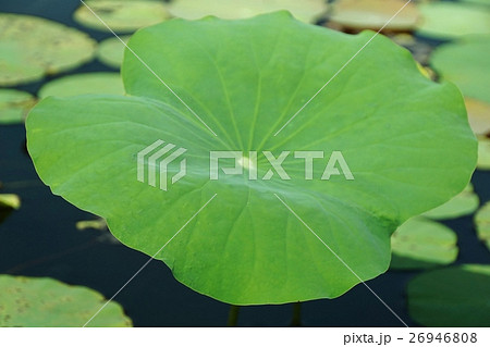 ハスの葉、ハスの池(Lotus Leaf, Lotus Pond) 26946808