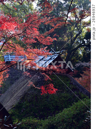 大興善寺の紅葉 26946937