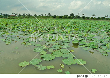 タイ王国ナコーンパトムの蓮池(Lotus Pond in Thailand) タイ王国ナコーンパトムの蓮池(Lotus Pond in Thailand) 26946947